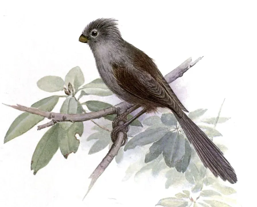 File:Sinosuthora zappeyi.jpg