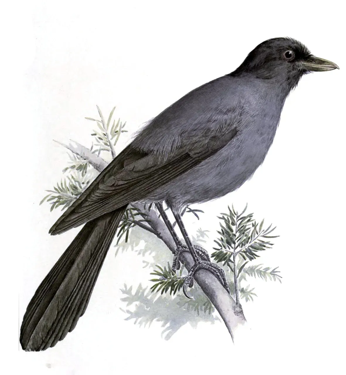 File:Perisoreus internigrans.jpg