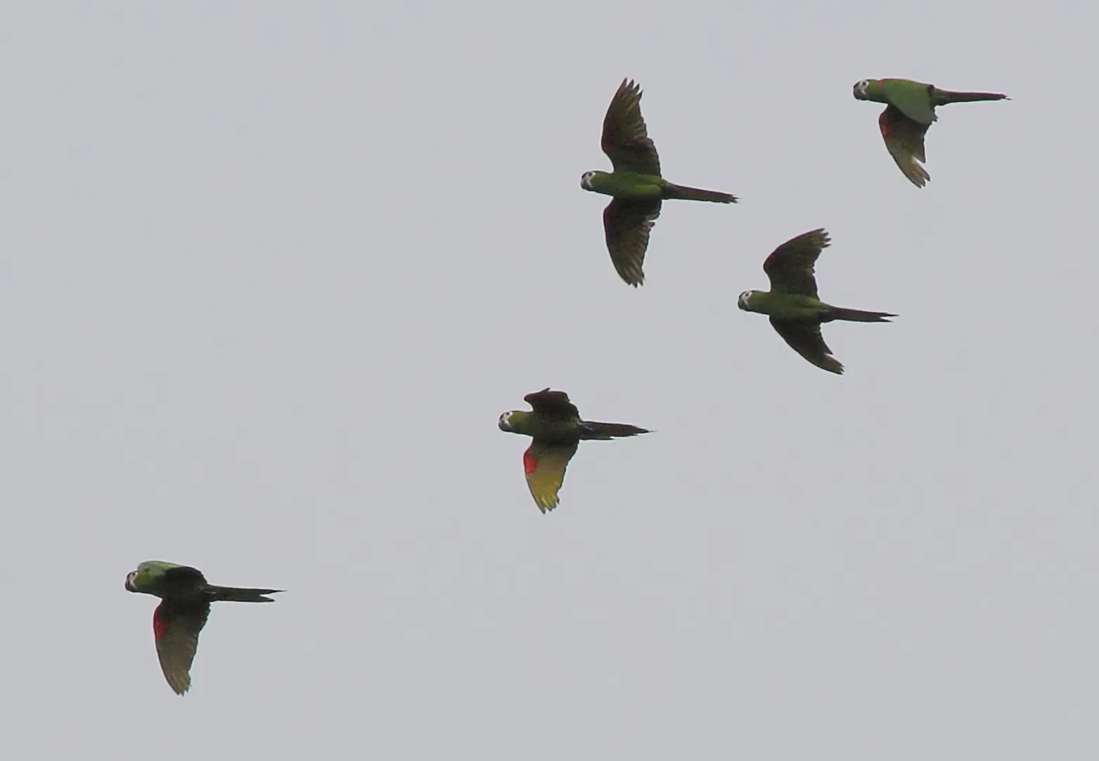 File:Diopsittaca nobilis -Amerindian Reservation of Santa Mission, Guyana -five flying-8.jpg