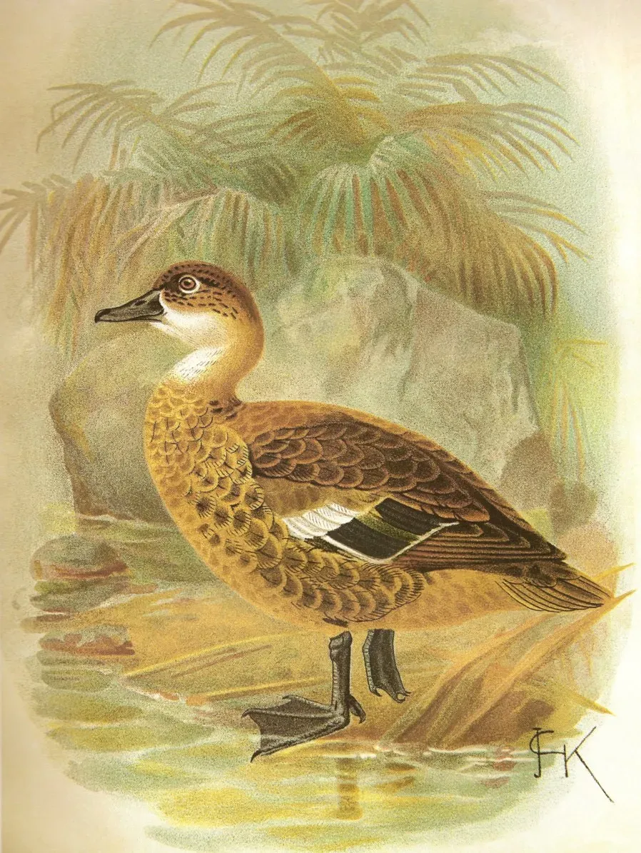 File:AnasGibberifronsKeulemans.jpg