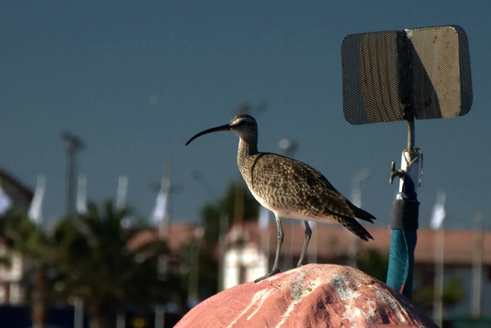 File:Numenius phaeopus hudsonicus - Flickr - tk-link.jpg