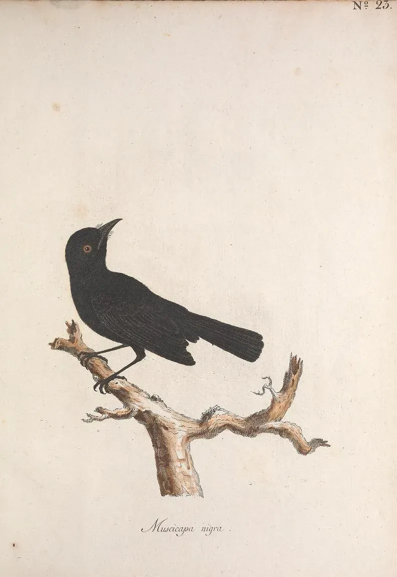 File:Muscicapa nigra = Pomarea nigra.jpg