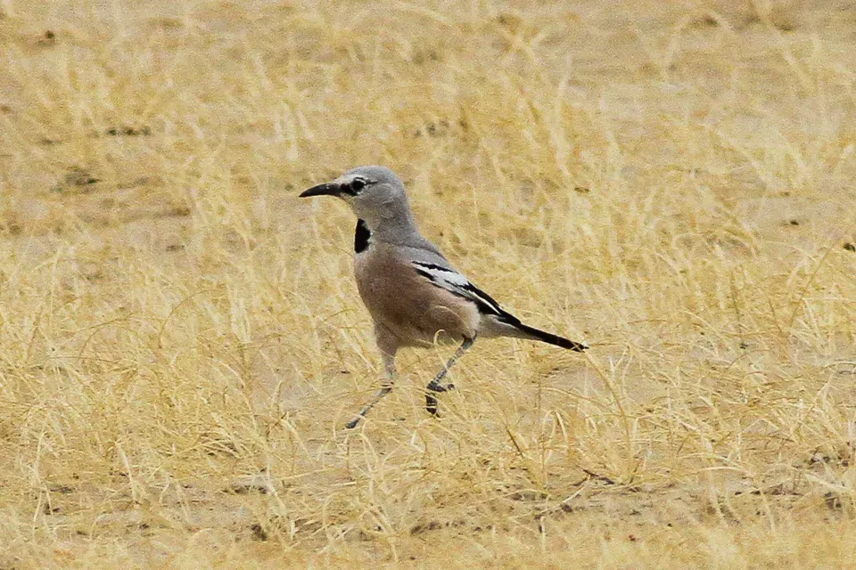 File:Pander's Ground Jay (Podoces panderi) (8079418356).jpg