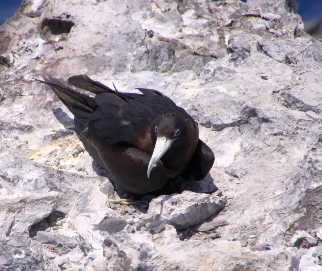 File:Ascension Frigatebird (Fregata aquila) (8372971602).jpg