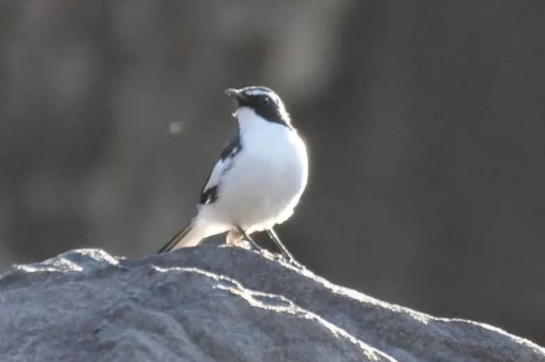 File:Xenocopsychus ansorgei, Sebraberge, 2014, a, T Hohls.jpg