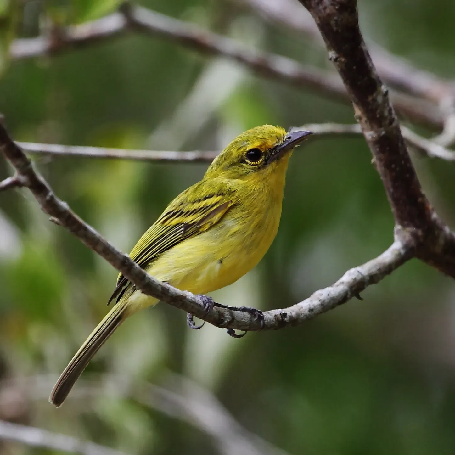 File:Tolmomyias flaviventris - Yellow-breasted Flycatcher.JPG
