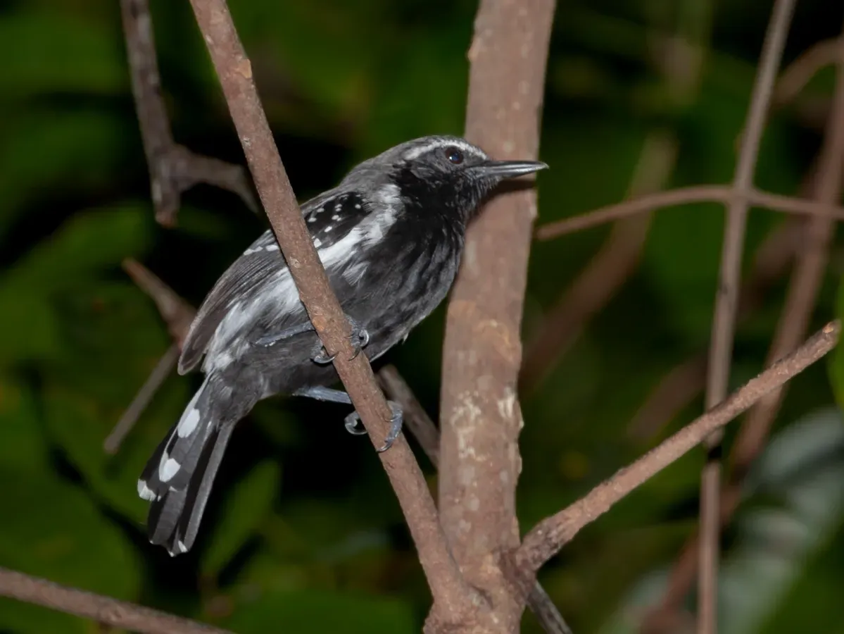 File:Formicivora grisea - White-fringed Antwren (male).JPG