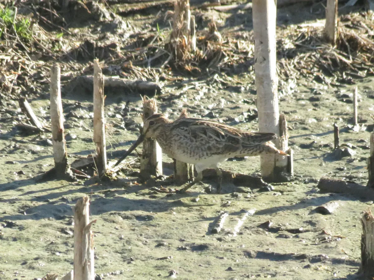 File:Gallinago hardwickii (12184541045).jpg