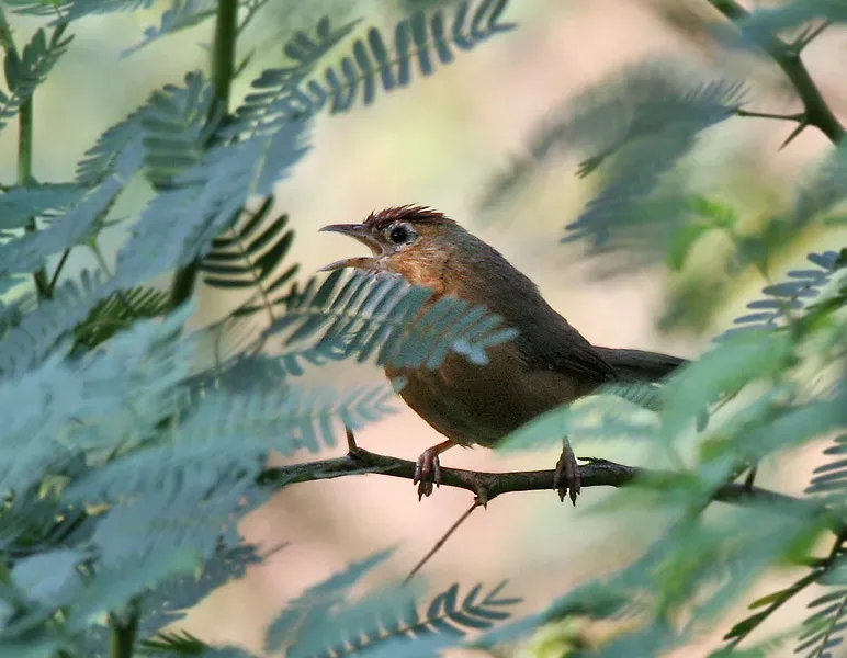 File:Tawny-bellied Babbler (Dumetia hyperythra) on a Vilaiti Keekar (Prosopis juliflora) at Sindhrot near Vadodara Pix 169.jpg