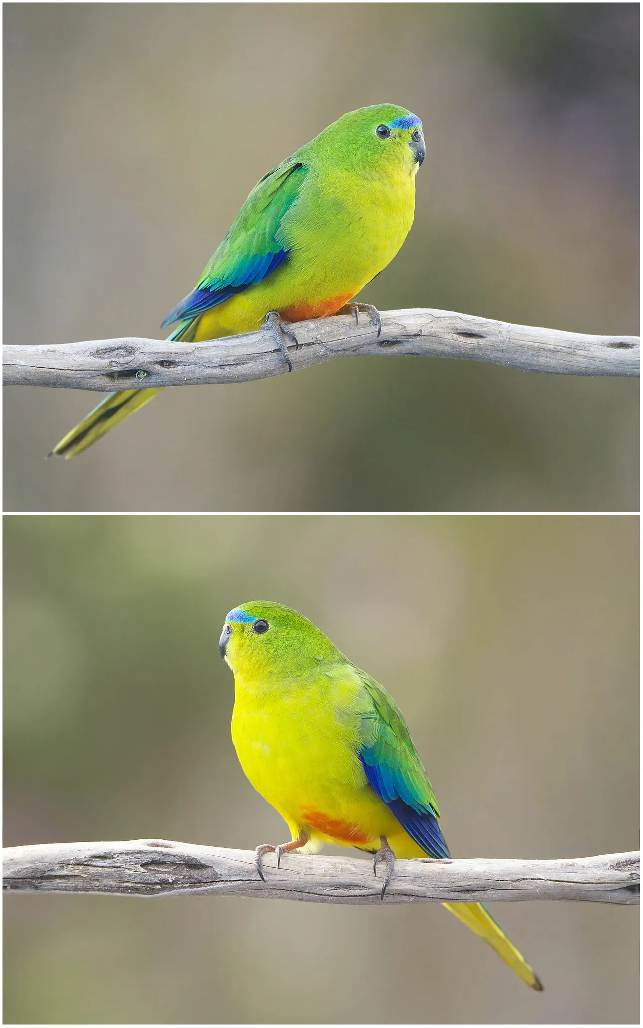File:Male and female Neophema chrysogaster.jpg