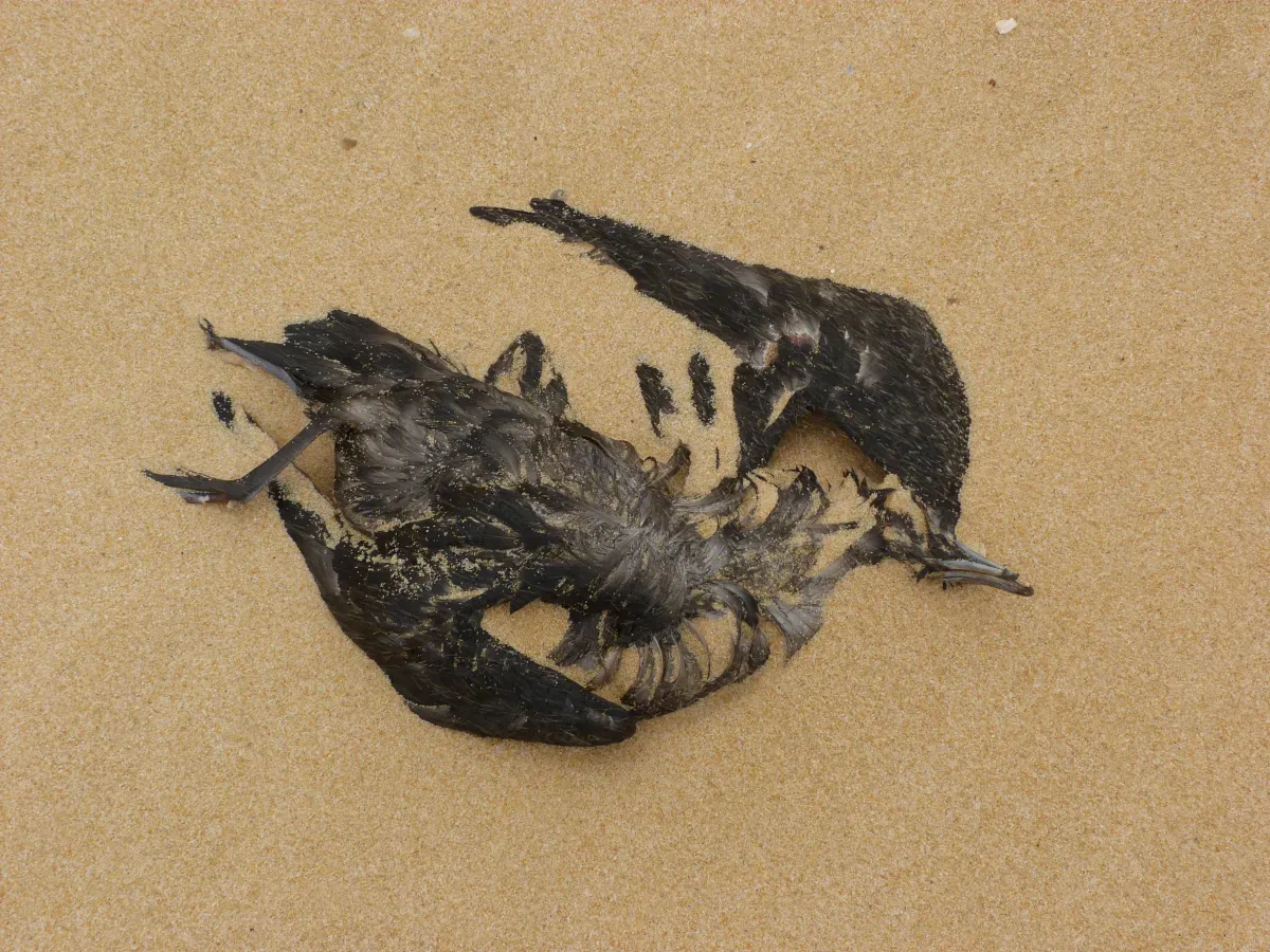 File:Ardenna tenuirostris (5163042791).jpg