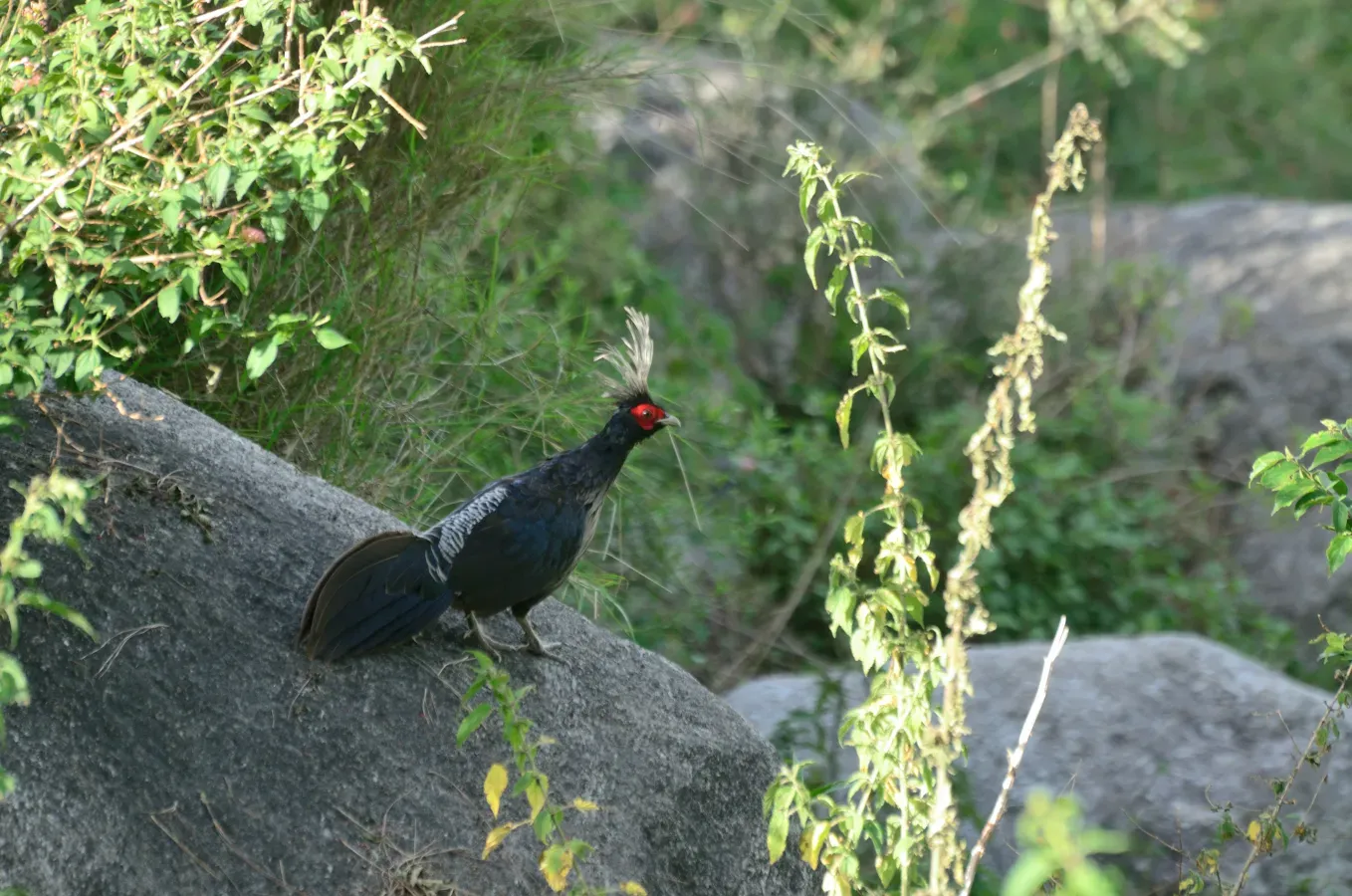 File:A Lophura leucomelanos Kalij Pheasant in Himachal Pradesh India 2014.jpg