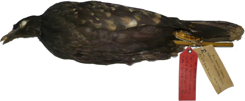 File:Caloenas maculata Clemency Fisher.jpg