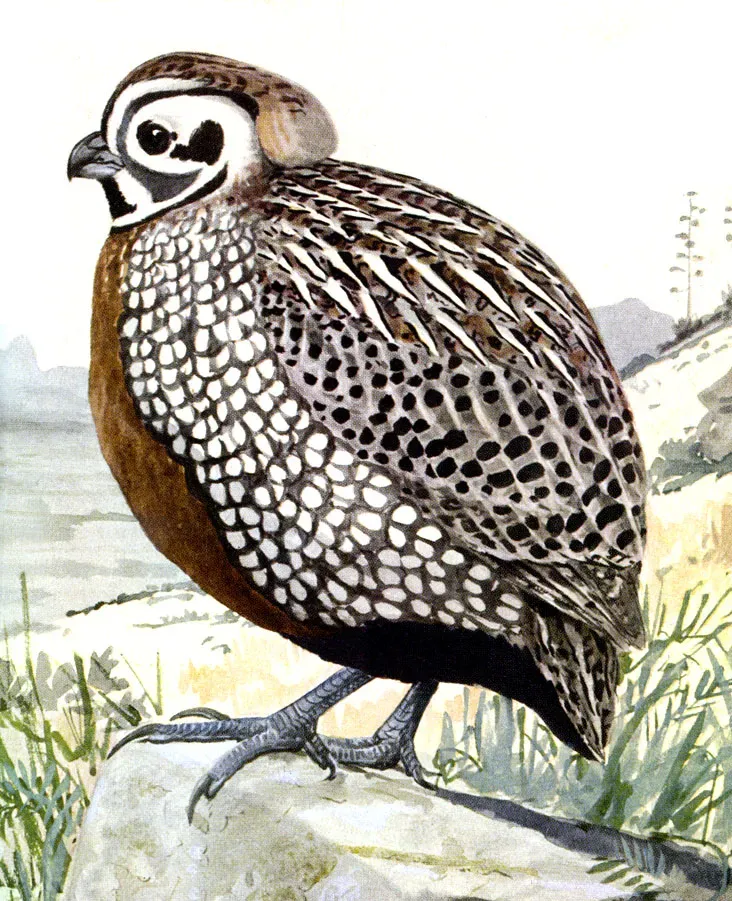 File:Cyrtonyx montezumaeEBP20A.jpg