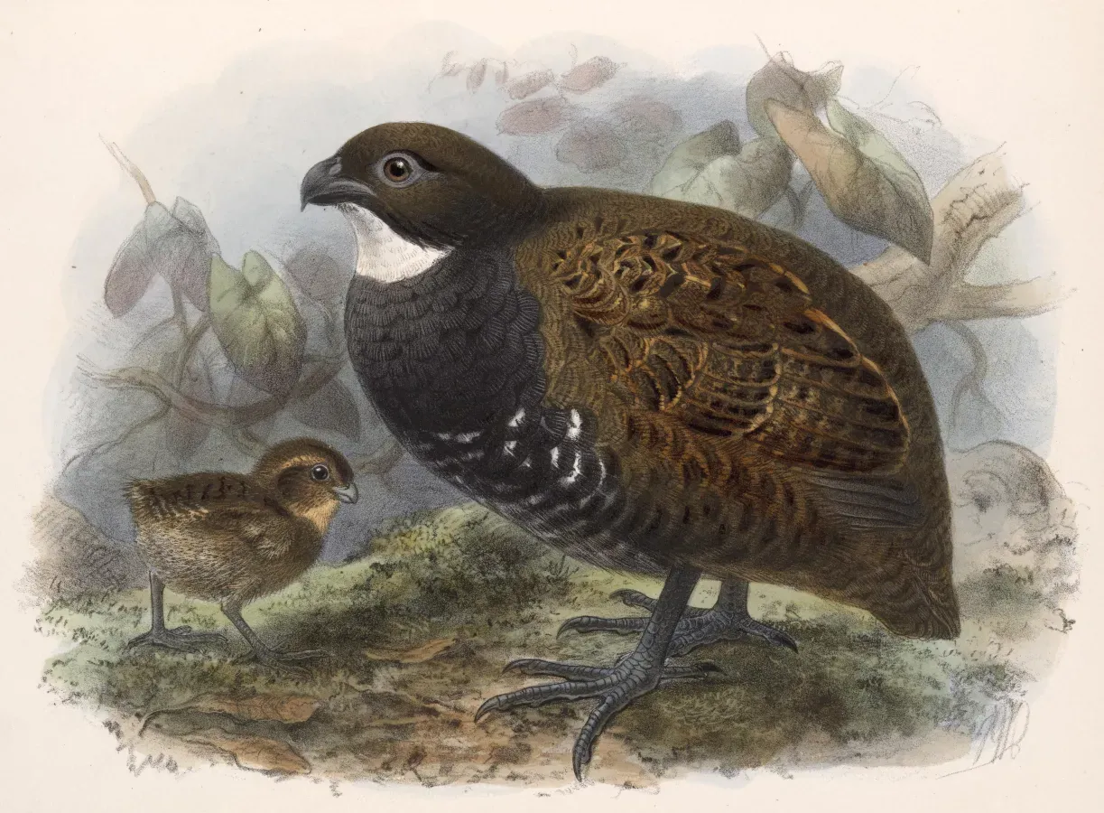 File:Odontophorus leucolaemusCJ-AvesP74A.jpg