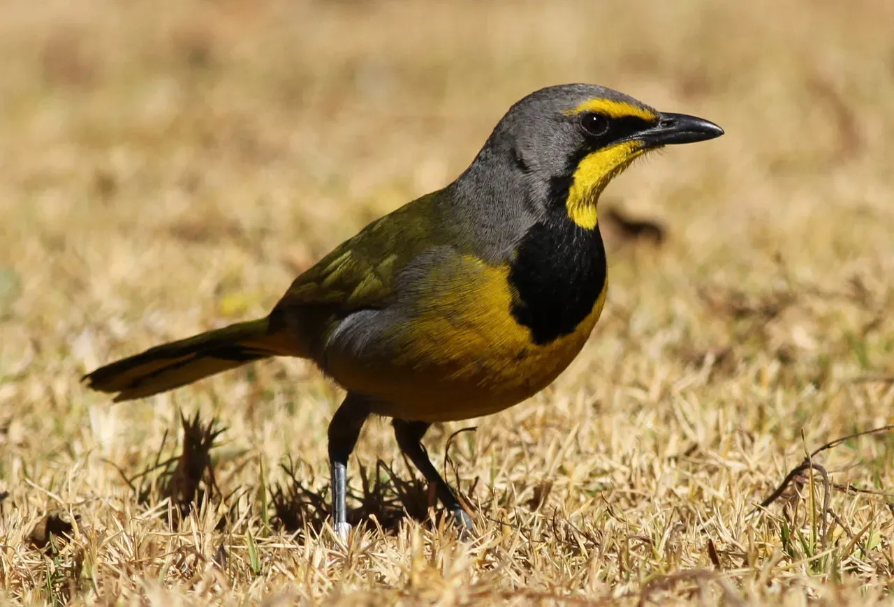 File:Bokmakierie, Telophorus zeylonus, at Walter Sisulu National Botanical Garden, South Africa (14718105893).jpg