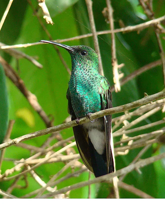 File:Chalybura buffonii, female (12699927065).jpg