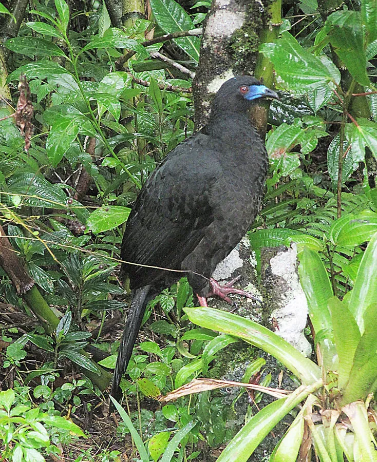 File:Chamaepetes unicolor (8733482765).jpg