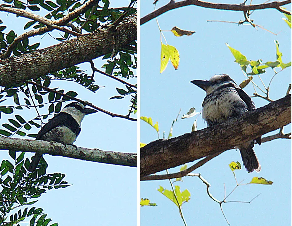 File:Notharchus hyperrhynchus (8734464176).jpg