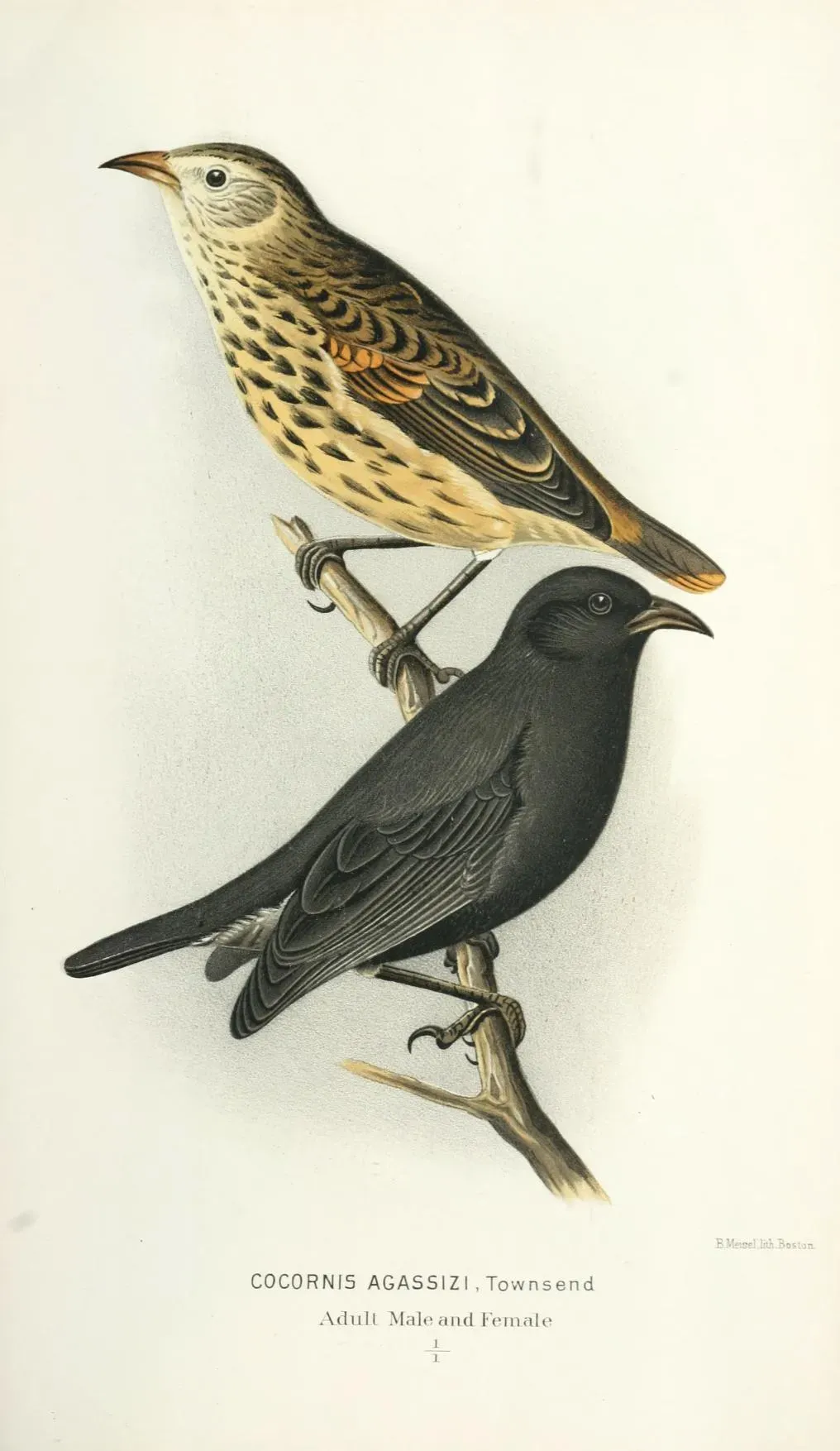 File:Cocornis agassizi = Pinaroloxias inornata, cocos finch.jpg