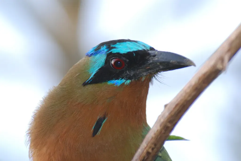 File:Momotus bahamensis, Plymouth, Tobago.jpg