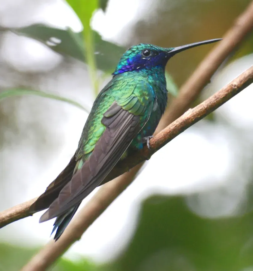 File:Colibri coruscans.jpg