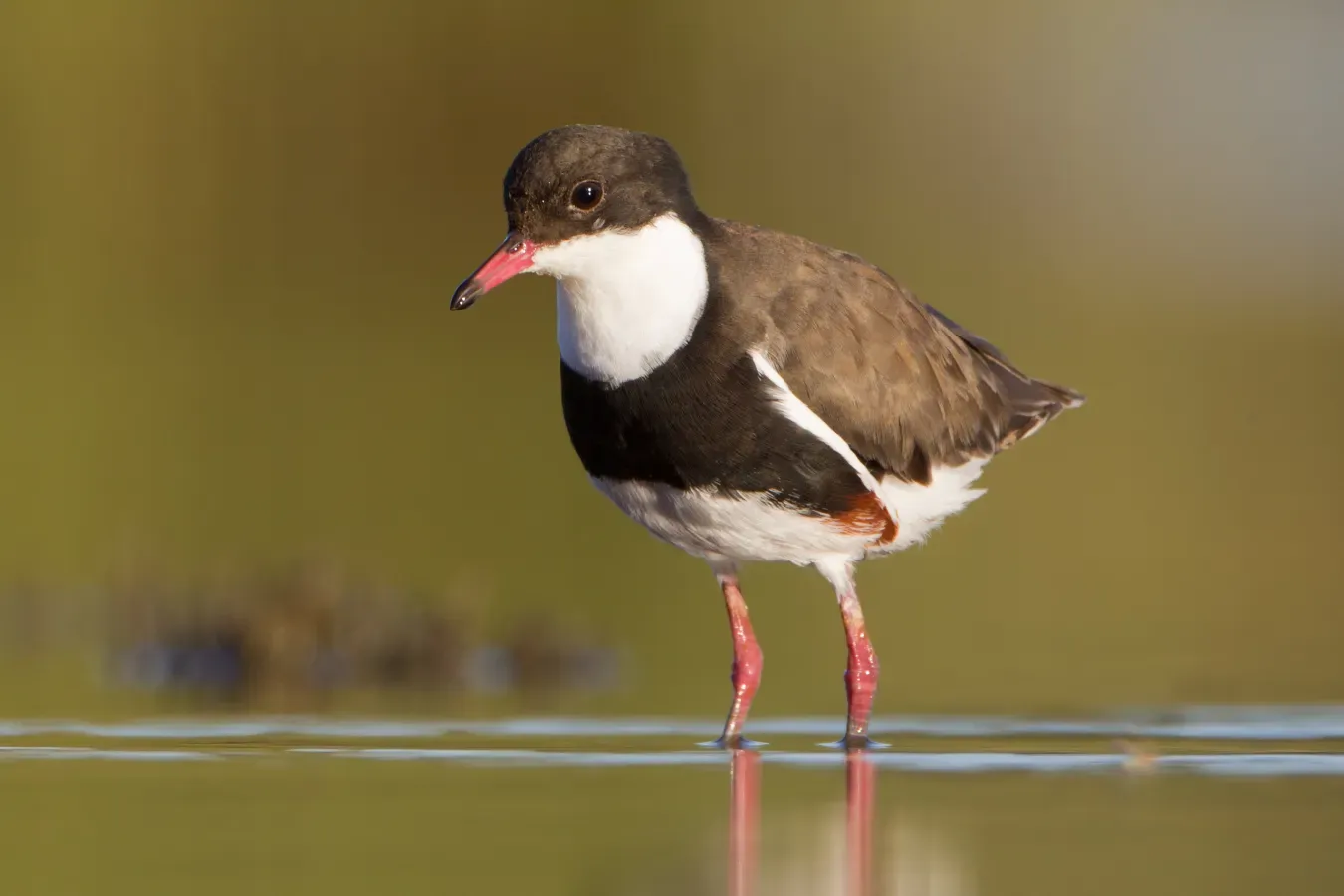 File:Erythrogonys cinctus - Chiltern.jpg