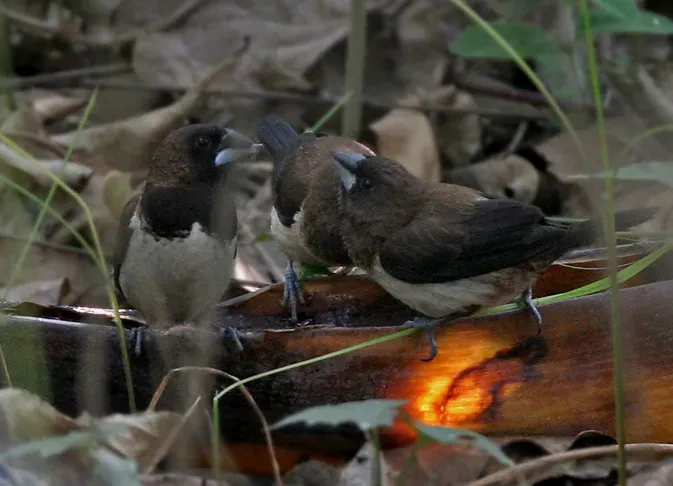 File:White-rumpedMunia (Lonchura striata)- acuticauda race drinking at Narendrapur W IMG 4225.jpg