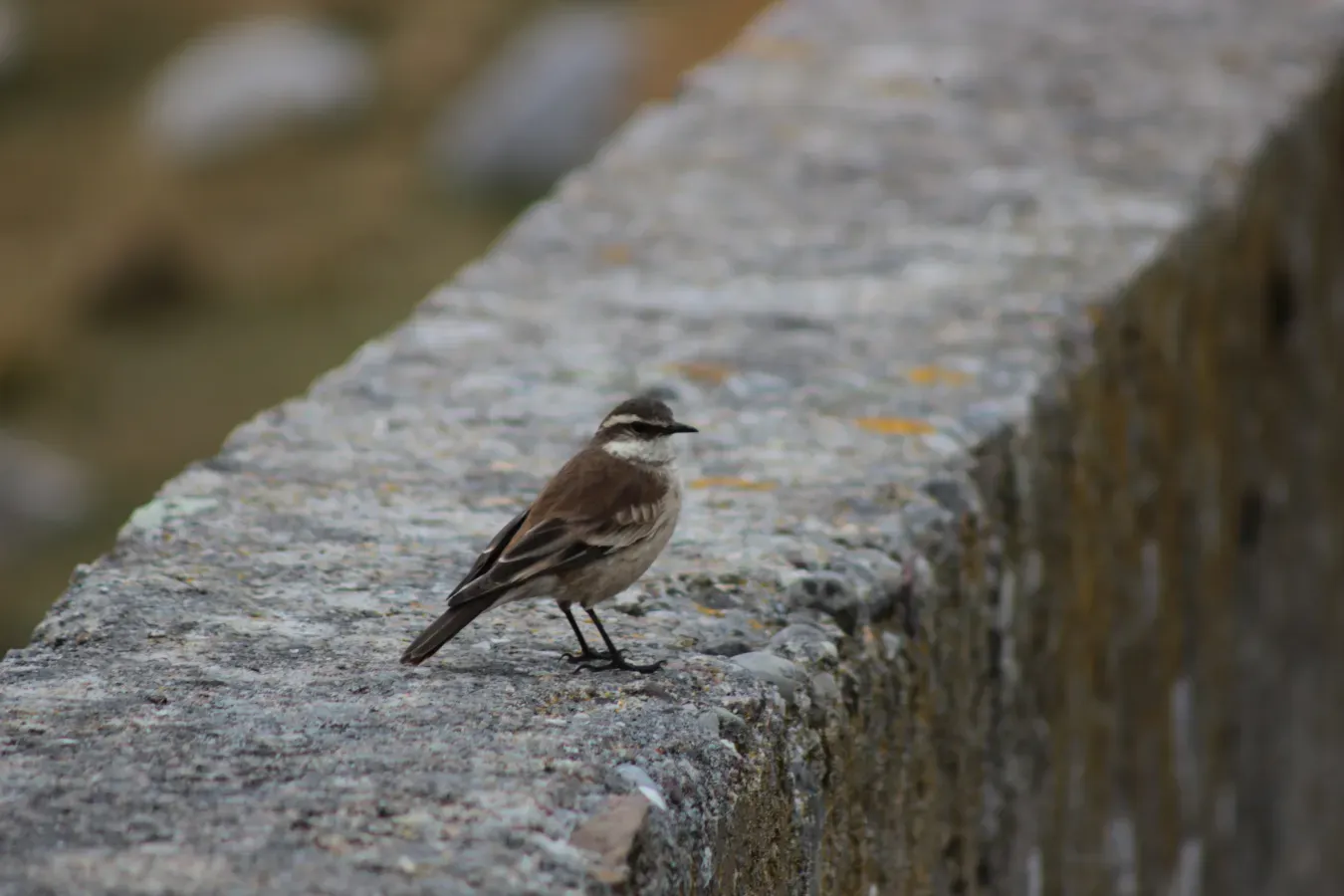 File:Cinclodes albiventris.JPG