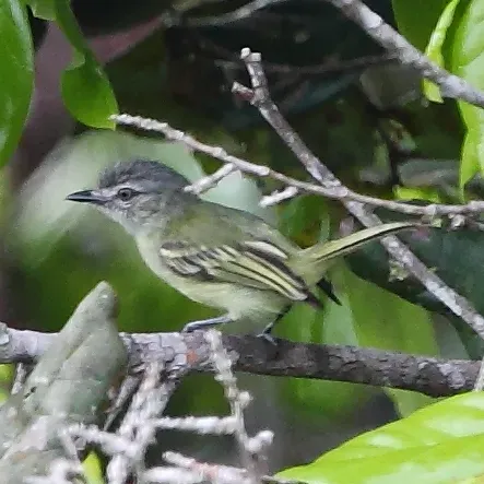 File:Tolmomyias poliocephalus - Gray-crowned Flycatcher.JPG