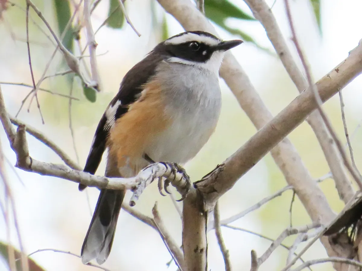 File:Poecilodryas cerviniventris - Buff-sided robin 699.jpg
