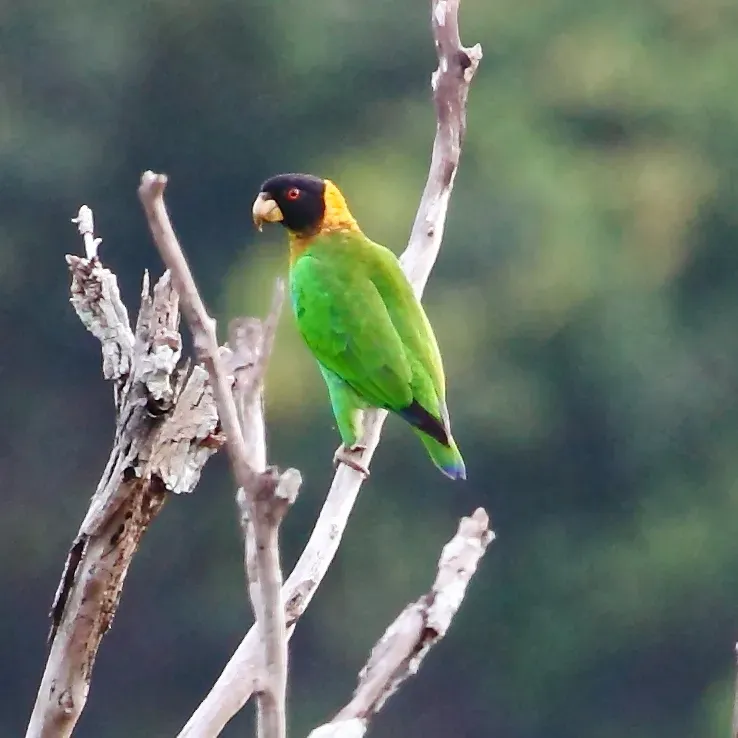 File:Pyrilia caica - Caica Parrot.JPG