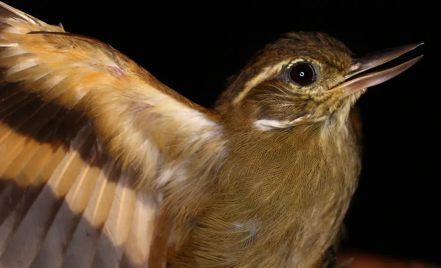 File:Xenops minutus (3782055872).jpg