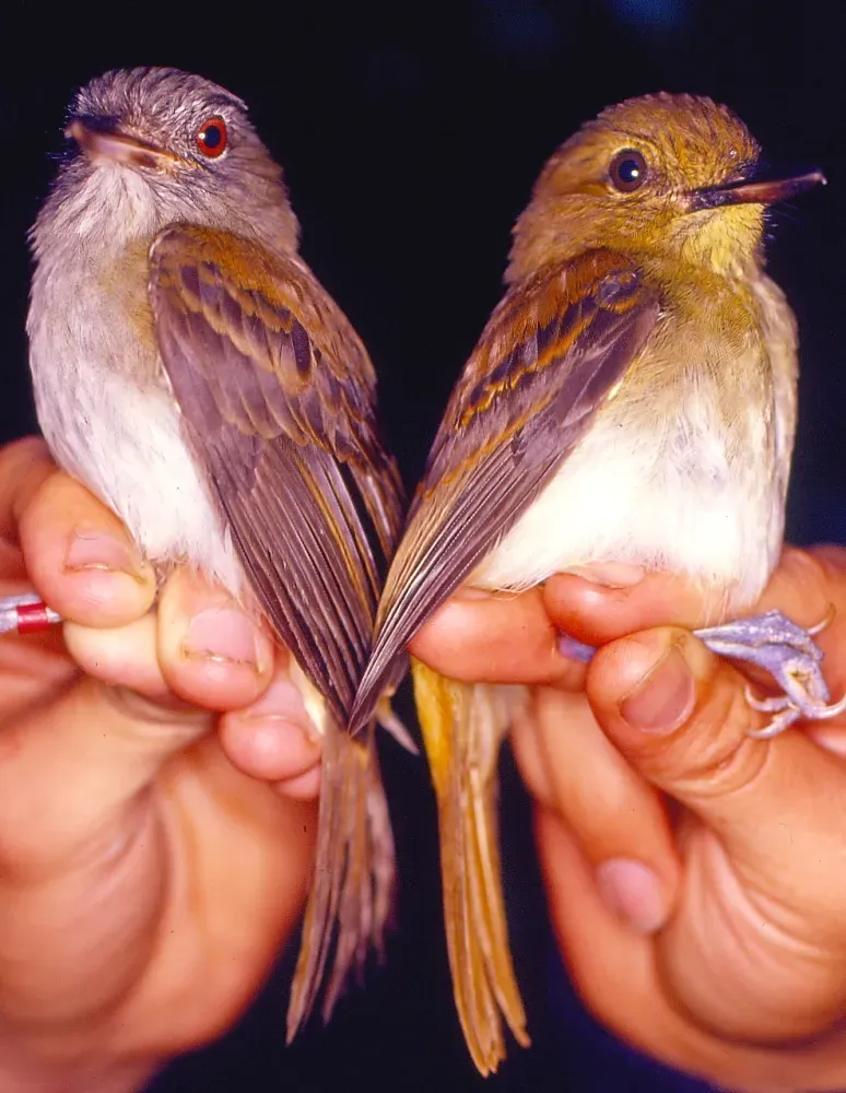File:Attila spadiceus (Bright-rumped Attila) (14964630209).jpg