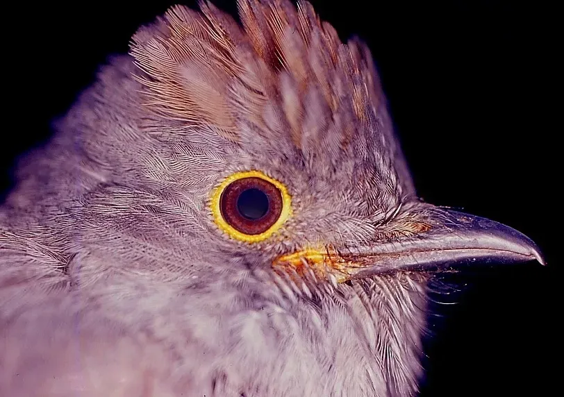 File:Lipaugus weberi (Chestnut-capped Piha) - Arriero Antioqueño (6929394022).jpg
