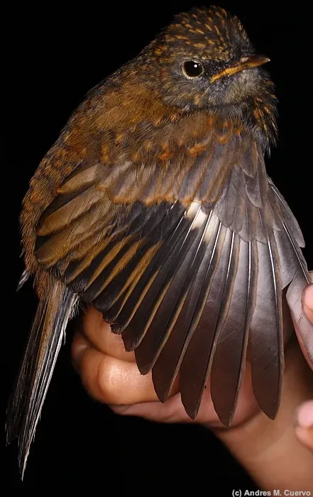 File:Myadestes ralloides (Andean Solitaire) (7135817679).jpg