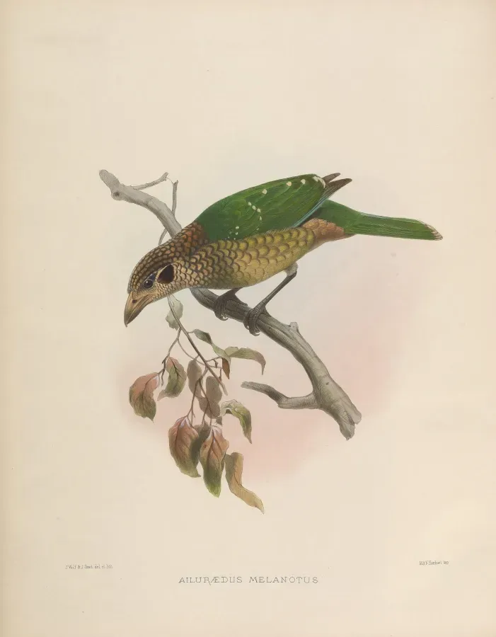 File:Ailuroedus melanotis.jpg