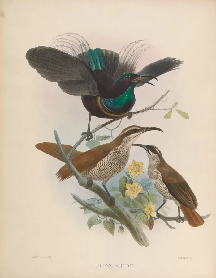 File:Ptiloris magnificus.jpg