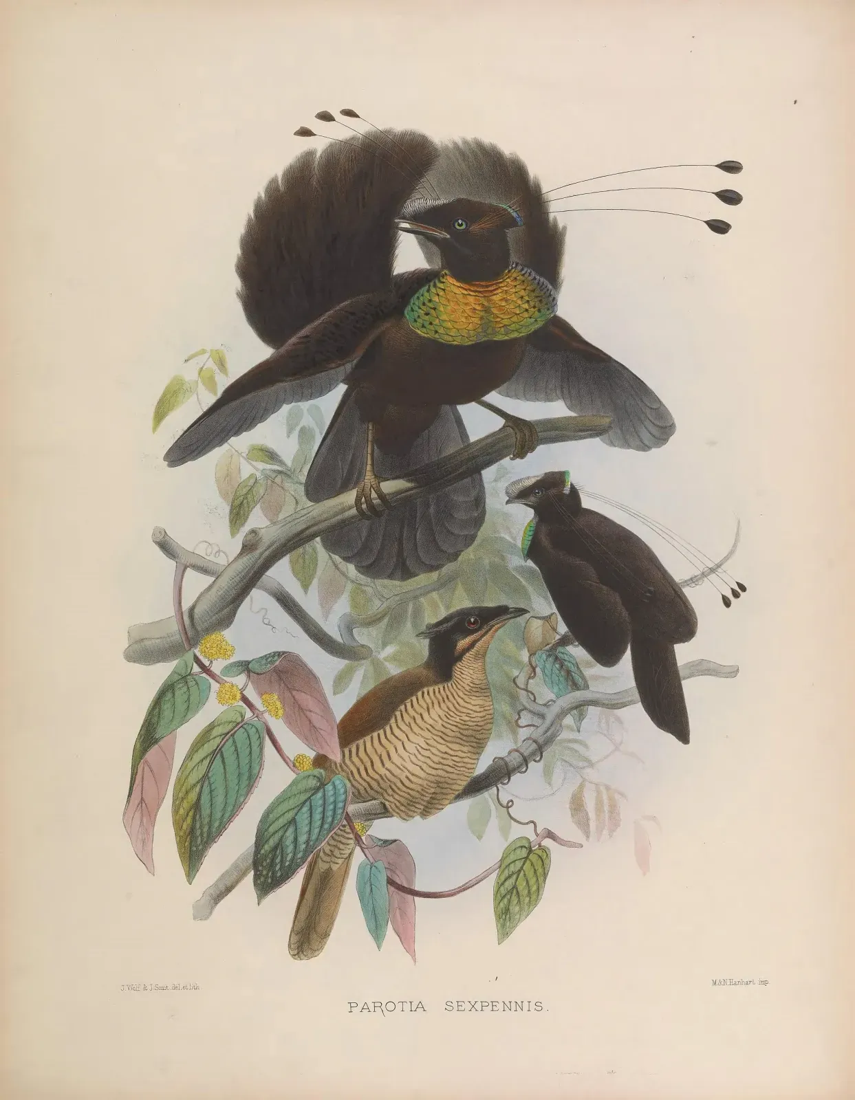 File:Parotia sefilata.jpg
