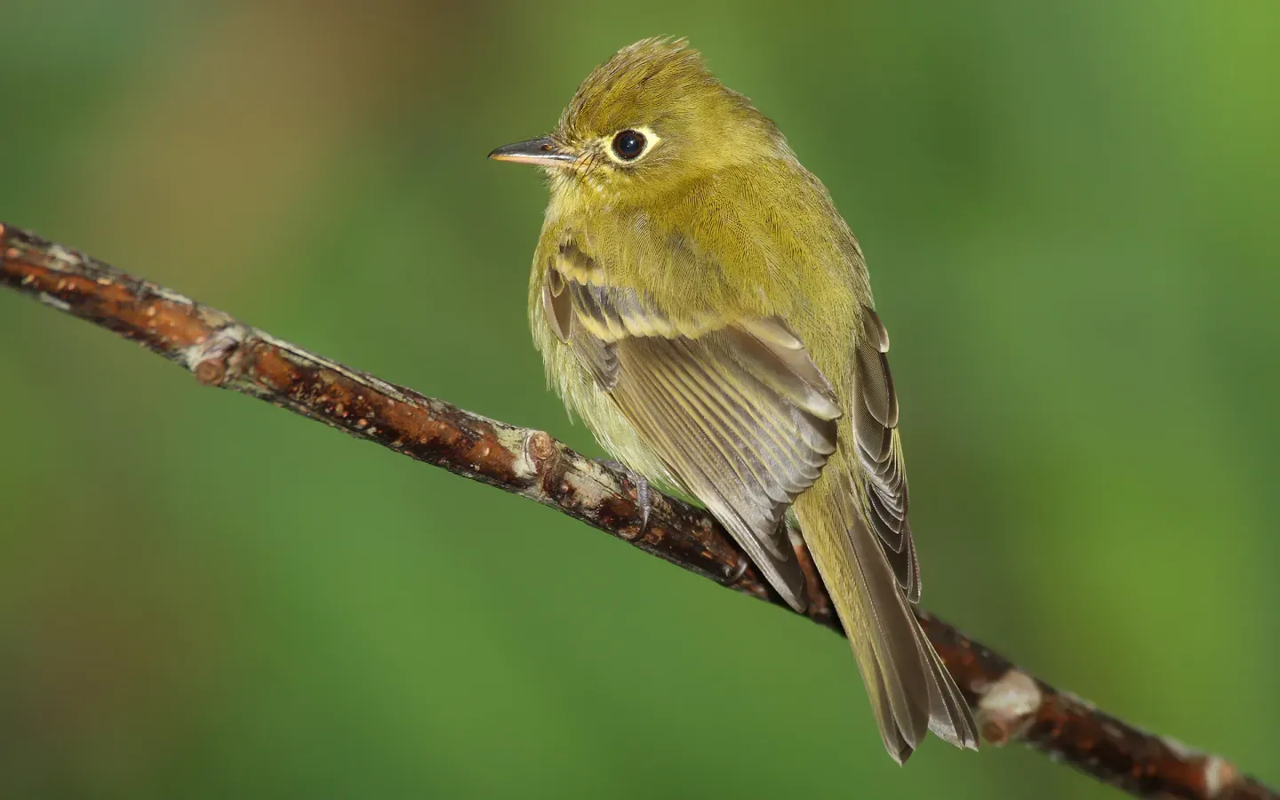 File:Empidonax-flavescens-001.jpg