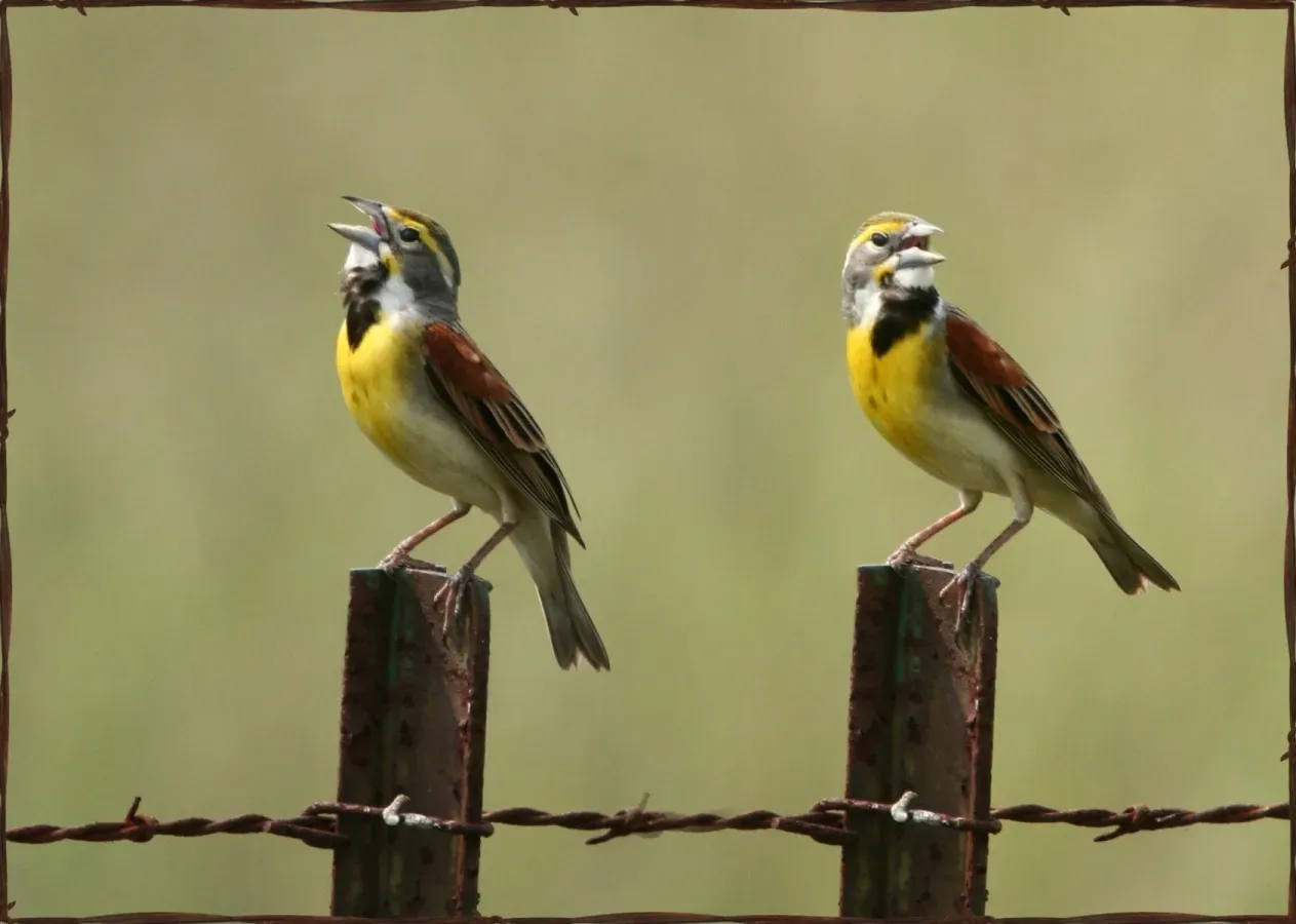 File:Spiza americana male 94 231051626 13e01e8125 o.jpg
