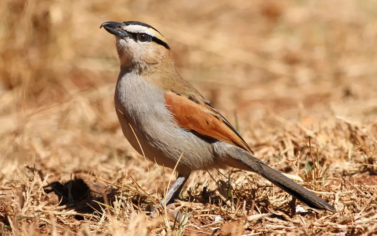 File:Black-crowned Tchagra, Tchagra senegala.jpg
