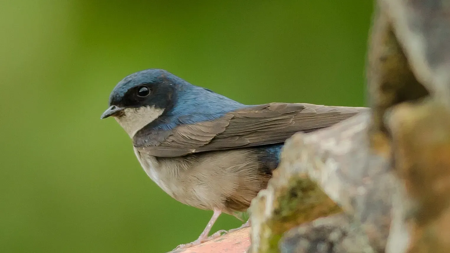 File:Orochelidon murina.jpg