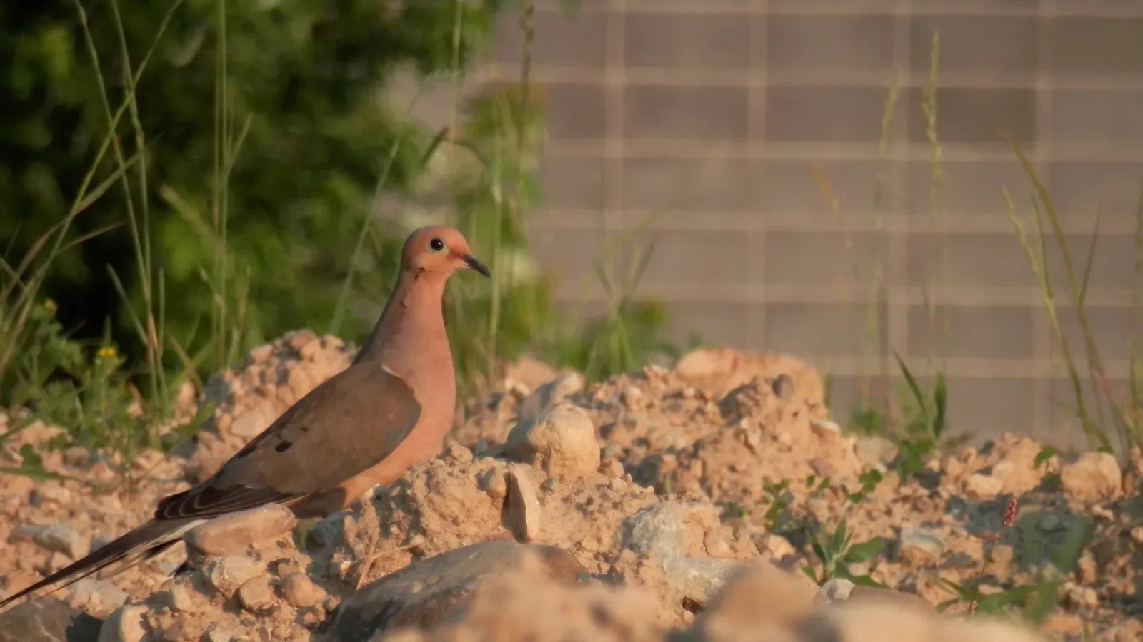 File:Mourning Dove (Zenaida macroura).jpg