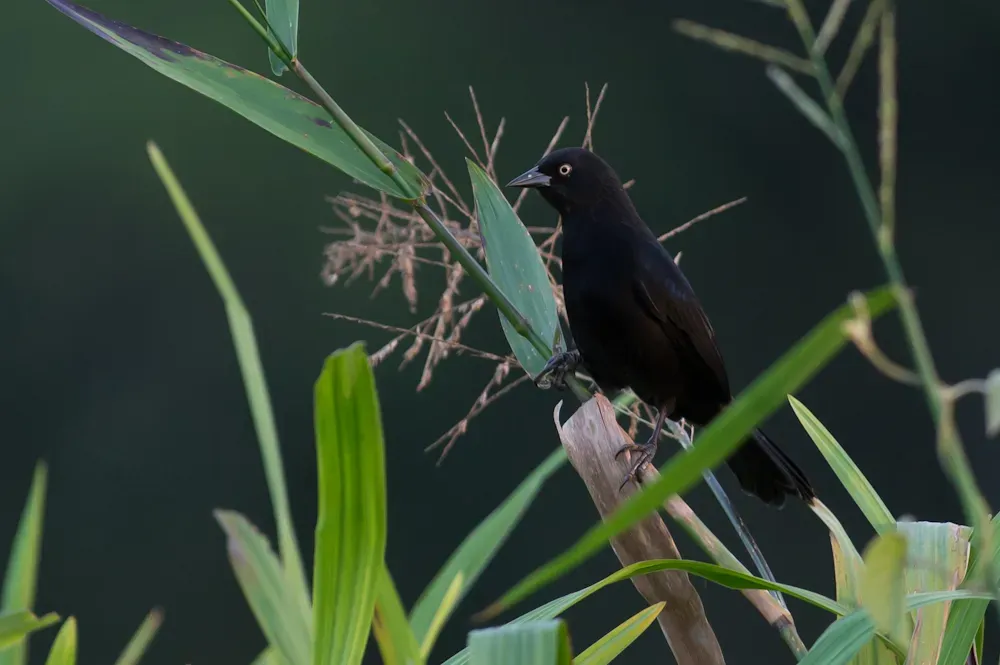 File:Agelasticus xanthophthalmus Pale-eyed Blackbird.jpg