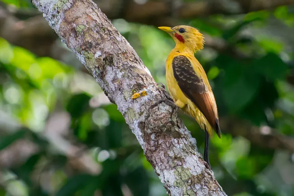 File:Celeus flavus, Cream-colored Woodpecker.jpg