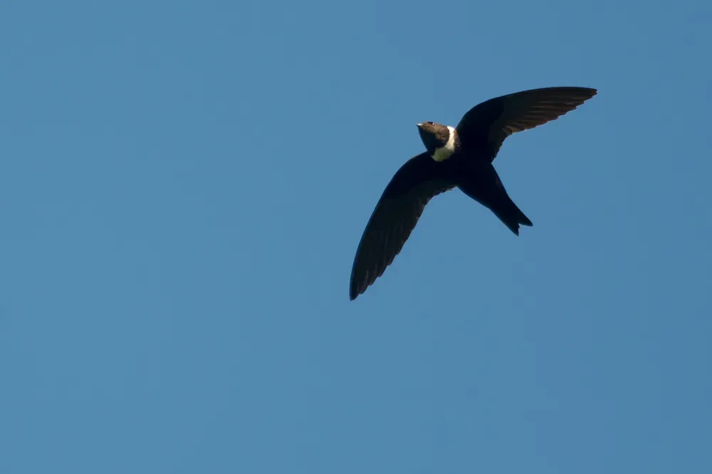 File:Streptoprocne zonaris, White-collared Swift.jpg