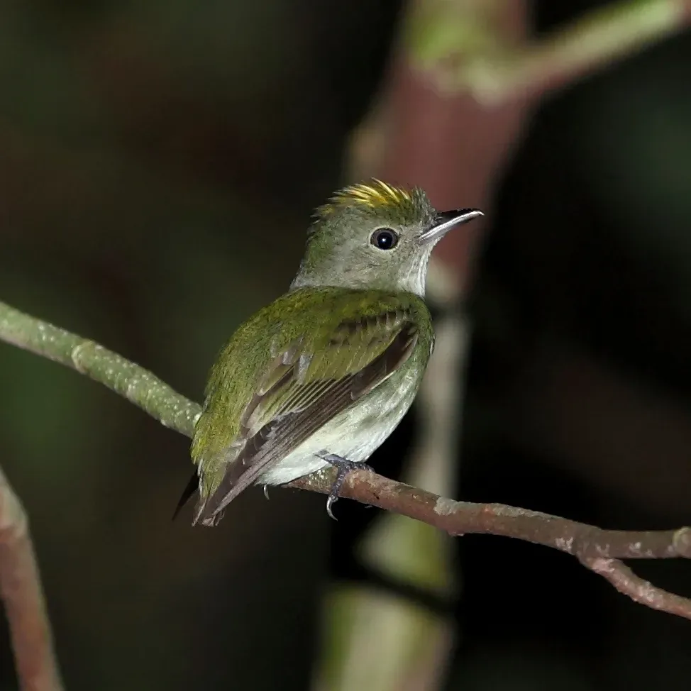 File:Tyranneutes virescens - Tiny tyrant Manakin.JPG