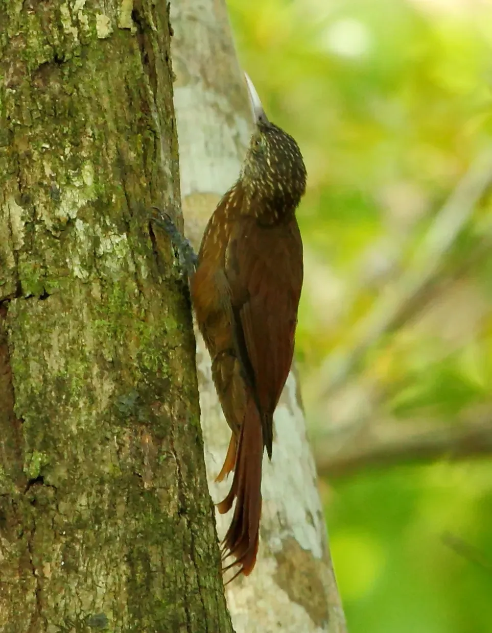 File:Dendroplex kienerii - Zimmer's Woodcreeper.JPG