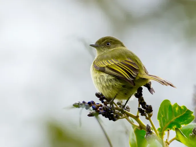 File:Zimmerius bolivianus-Bolivian Tyrannulet.jpg